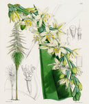 Fitch Curtis Fourcroya Longaeva Orchid - Panteek Antique Prints