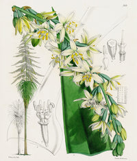 Fitch Curtis Fourcroya Longaeva Orchid - Panteek Antique Prints