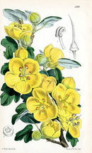 Fitch Curtis Fremontia Californica - Panteek Antique Prints