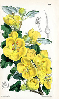 Fitch Curtis Fremontia Californica - Panteek Antique Prints