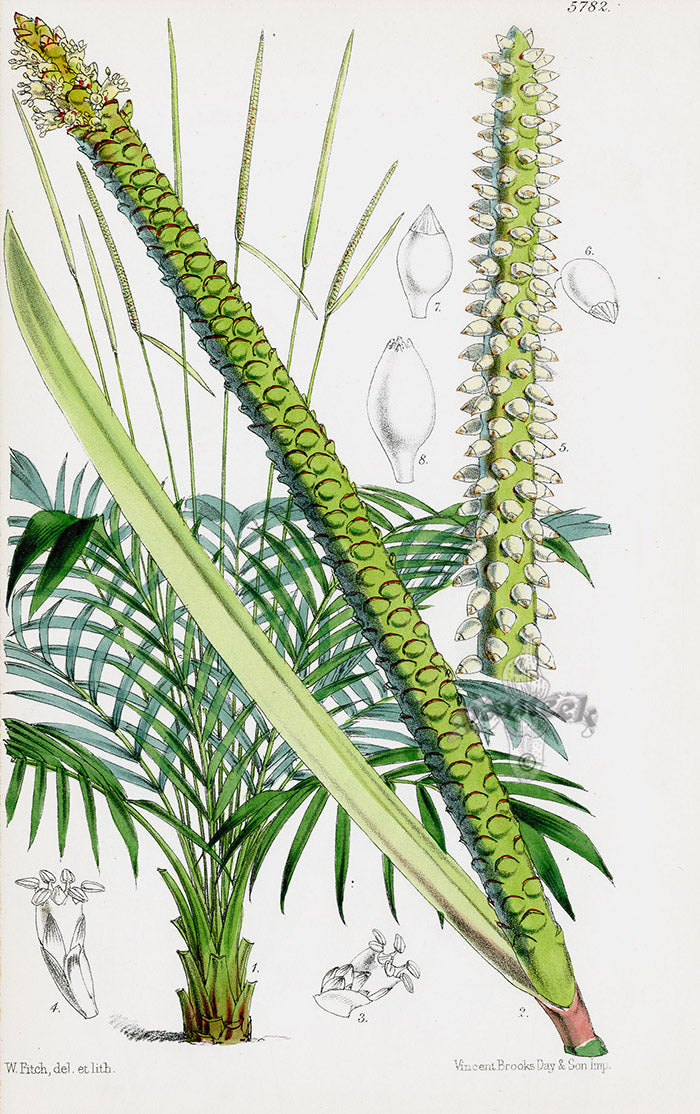 Fitch Curtis Ghiesbrecht's Geonoma Palm