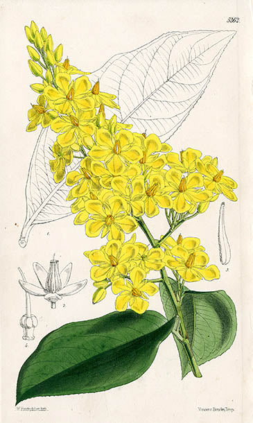 Fitch Curtis Gomphia Olivaeformis