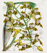 Fitch Curtis Grammatophyllum Ellish Orchid - Panteek Antique Prints