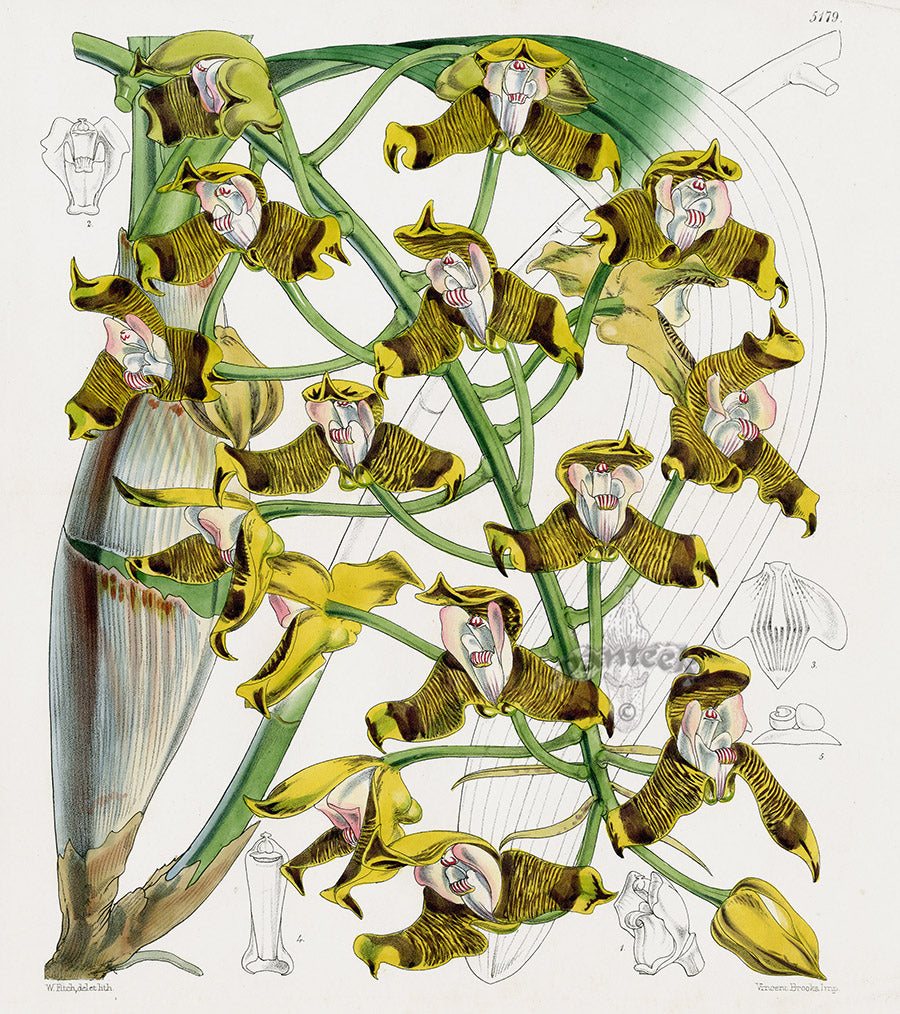 Fitch Curtis Grammatophyllum Ellish Orchid