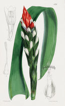 Fitch Curtis Guzmannia Aechmea Bromeliad - Panteek Antique Prints
