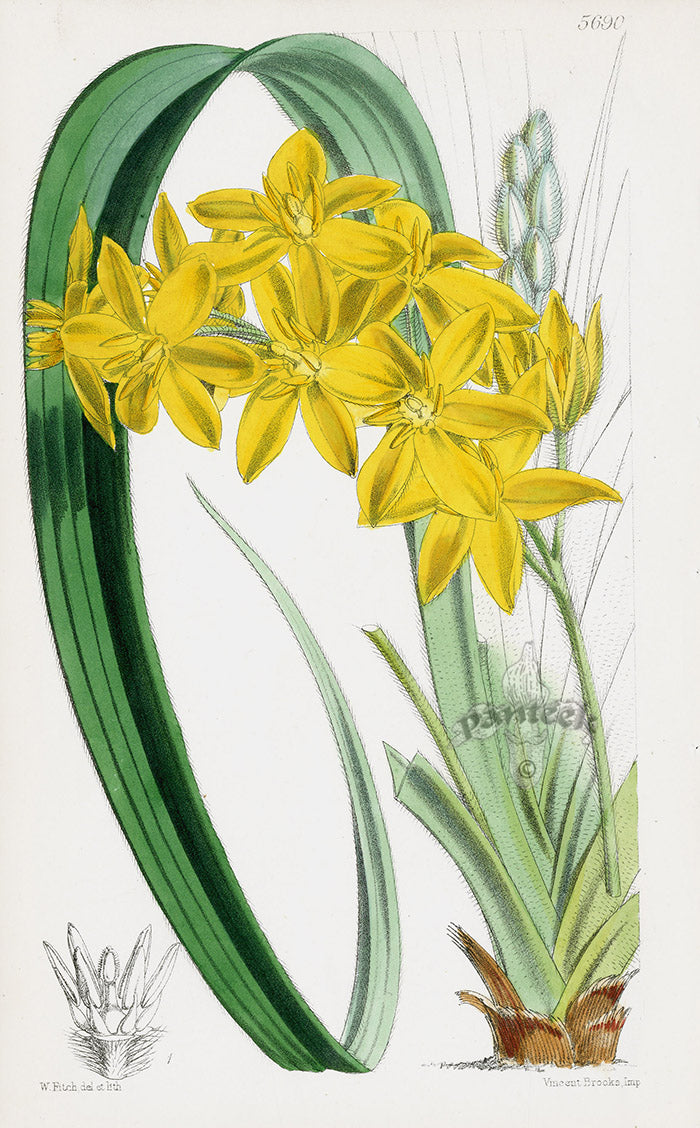 Fitch Curtis Habranthus Fulgens Hypoxis Elata Orchid