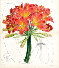 Fitch Curtis Habranthus Fulgens Imantophyllum Miniatum - Panteek Antique Prints