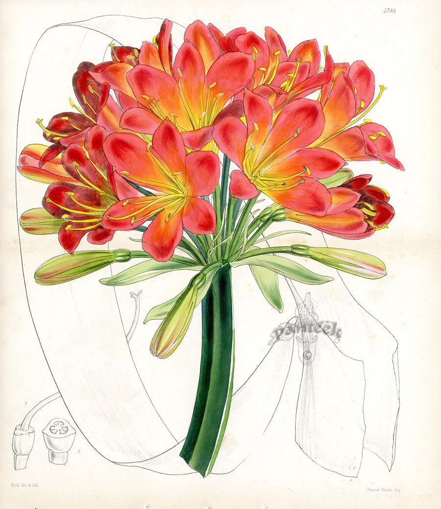 Fitch Curtis Habranthus Fulgens Imantophyllum Miniatum