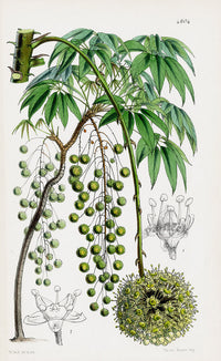 Fitch Curtis Hedera - Panteek Antique Prints