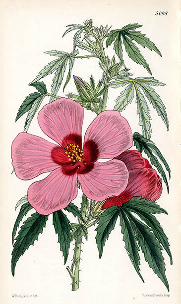 Fitch Curtis Hibiscus Radiatus