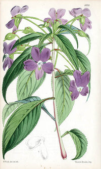 Fitch Curtis Impatiens Latifolia - Panteek Antique Prints