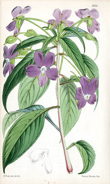 Fitch Curtis Impatiens Latifolia