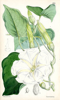 Fitch Curtis Ipomea Gerrardi - Panteek Antique Prints
