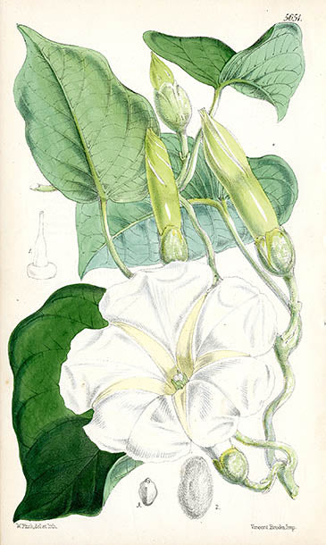 Fitch Curtis Ipomea Gerrardi