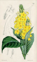 Fitch Curtis Lankesteria Barteri - Panteek Antique Prints