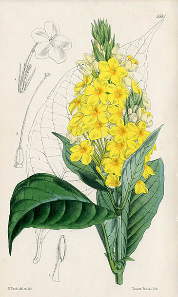 Fitch Curtis Lankesteria Barteri