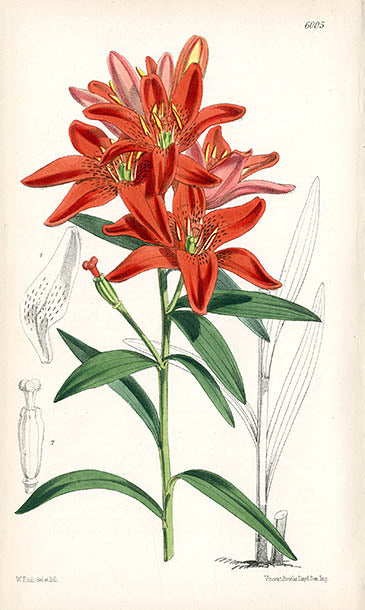 Fitch Curtis Lilium Concolor