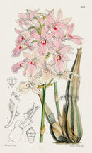 Fitch Curtis Limatodes Rosea Orchid - Panteek Antique Prints