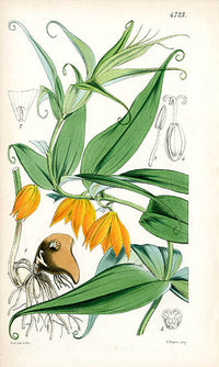 Fitch Curtis Littonia Modesta - Panteek Antique Prints