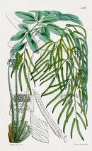 Fitch Curtis Llavea Fern - Panteek Antique Prints