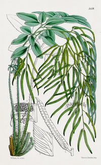 Fitch Curtis Llavea Fern - Panteek Antique Prints