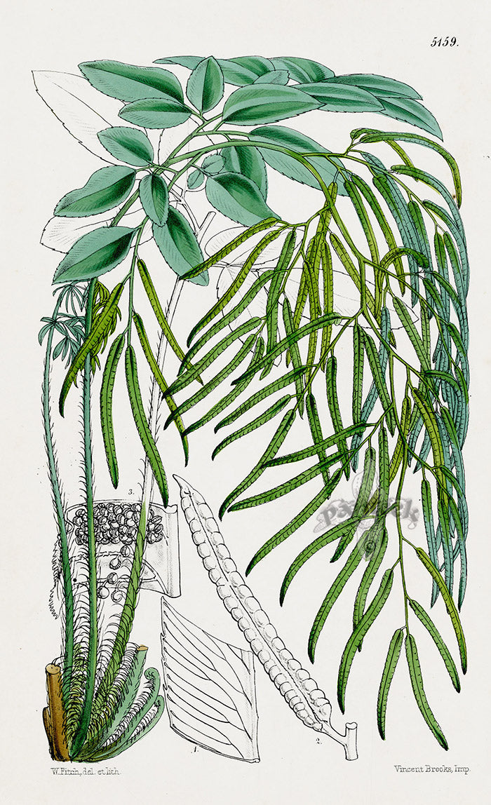 Fitch Curtis Llavea Fern