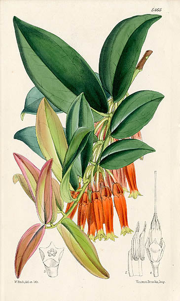 Fitch Curtis Macleania Pulchra