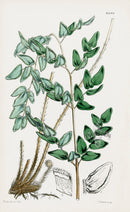 Fitch Curtis Maidenhair Fern - Panteek Antique Prints