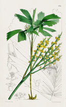 Fitch Curtis Malortiae Gracilis Palm - Panteek Antique Prints