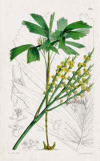 Fitch Curtis Malortiae Gracilis Palm - Panteek Antique Prints