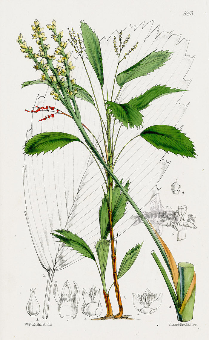 Fitch Curtis Malortiae Simplex Palm