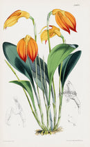 Fitch Curtis Masdevallia Ignea Orchid - Panteek Antique Prints