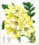 Fitch Curtis Meconopsis Nipalensis - Panteek Antique Prints