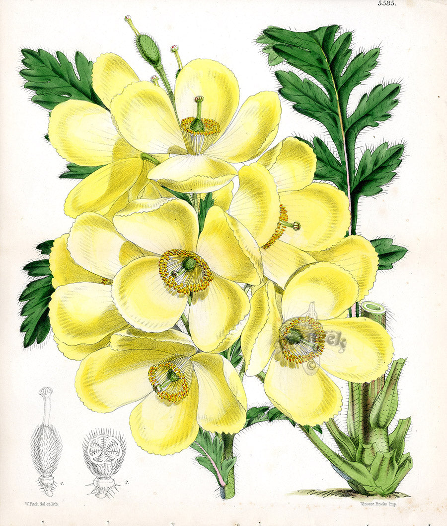 Fitch Curtis Meconopsis Nipalensis