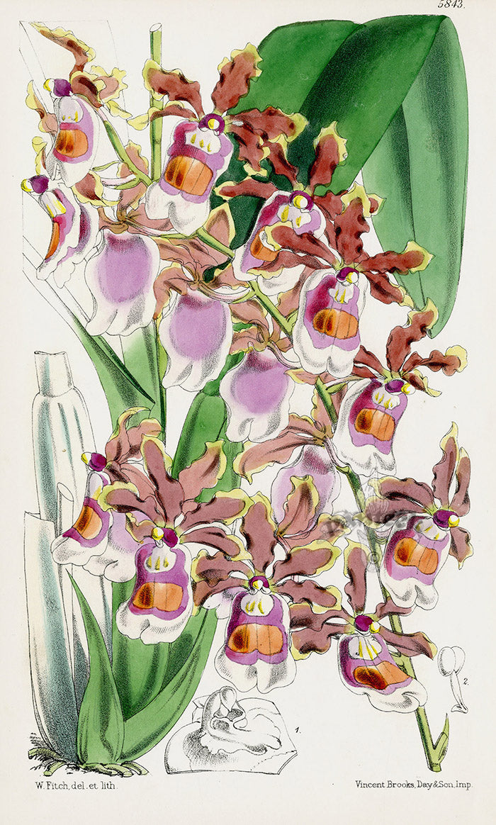 Fitch Curtis Miltonia Warscewiczii Orchid
