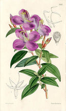 Fitch Curtis Monochaetum Humboldtianum - Panteek Antique Prints