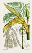 Fitch Curtis Morenia Fragrans Palm - Panteek Antique Prints
