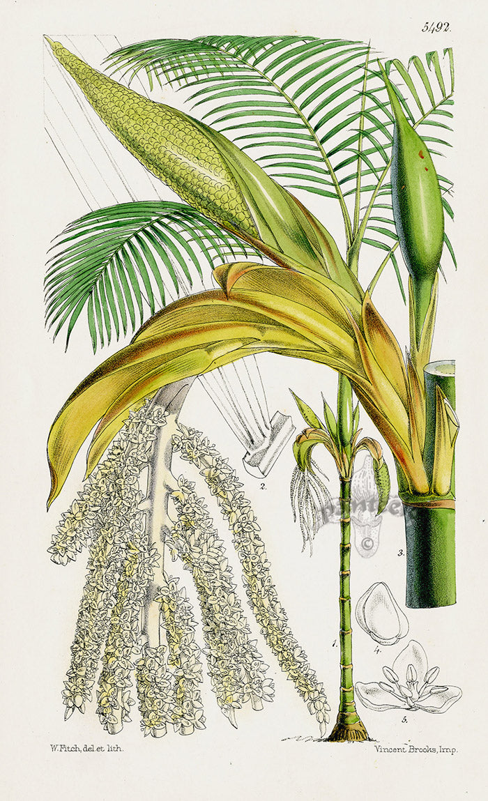 Fitch Curtis Morenia Fragrans Palm