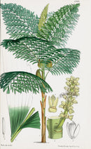 Fitch Curtis Mr Cuming's Wine Palm - Panteek Antique Prints