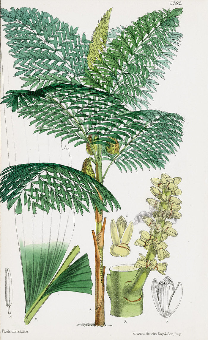 Fitch Curtis Mr Cuming's Wine Palm