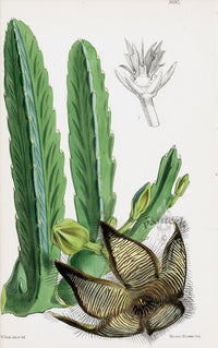 Fitch Curtis Mr Plant's Stapelia Cactus - Panteek Antique Prints