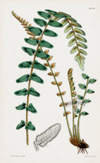 Fitch Curtis Northolena Fern - Panteek Antique Prints