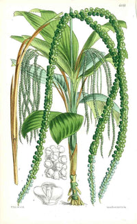 Fitch Curtis Nunnezharia Palm - Panteek Antique Prints