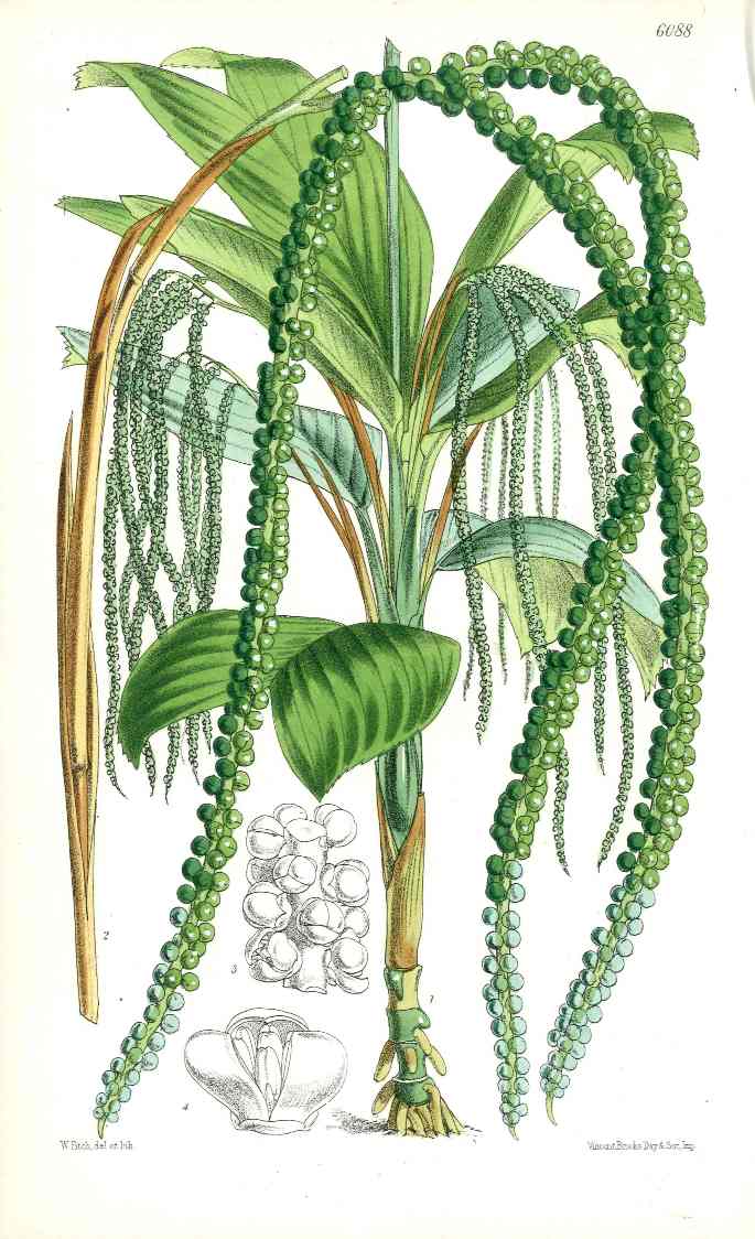 Fitch Curtis Nunnezharia Palm