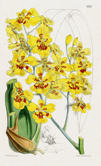 Fitch Curtis Oncidium Excavatum Orchid - Panteek Antique Prints