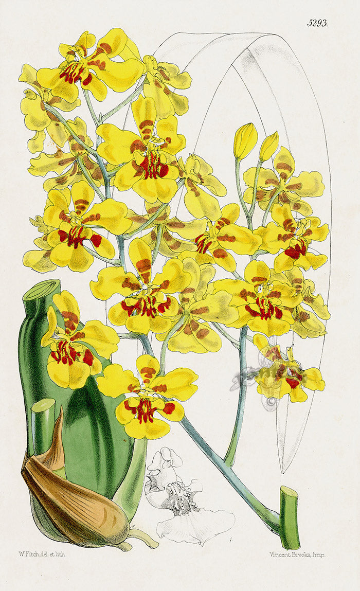 Fitch Curtis Oncidium Excavatum Orchid