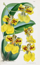 Fitch Curtis Oncidium Marshallianum Orchid - Panteek Antique Prints