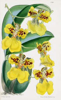 Fitch Curtis Oncidium Marshallianum Orchid - Panteek Antique Prints