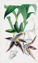 Fitch Curtis Paphinia Cristata Orchid - Panteek Antique Prints