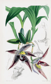 Fitch Curtis Paphinia Cristata Orchid - Panteek Antique Prints